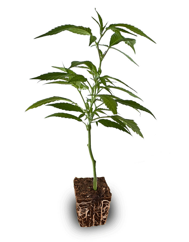 boutique-clone-category.jpg_1