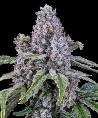 BLUE-NERDS-BUD