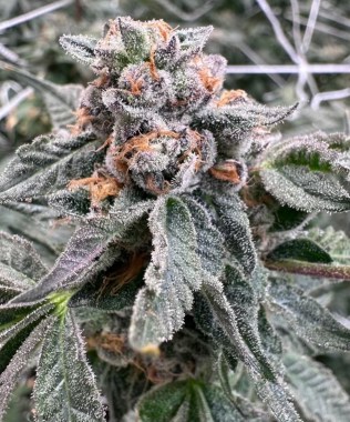 Blooberry-Z-Budshot