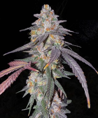 SOUR-DIESEL-NOTSODOG
