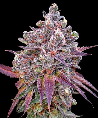 Sour_Zkittlez_Budz