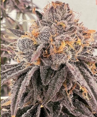 Super-Sauce-LCG-budshot