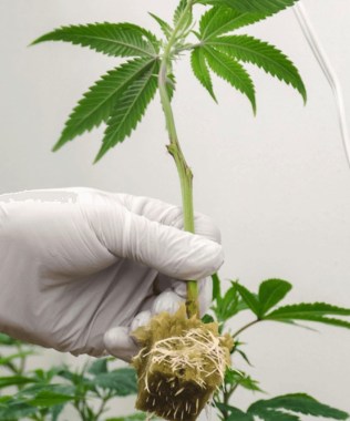 clone-plant-placer4