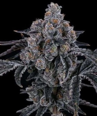 crunch-berries-budshot