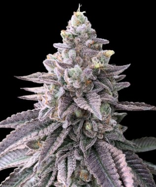 peach-panther-buds